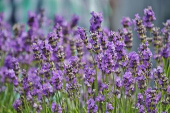 The Power Of Lavender