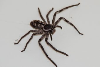 Are Spiders Plotting To Kill Me?