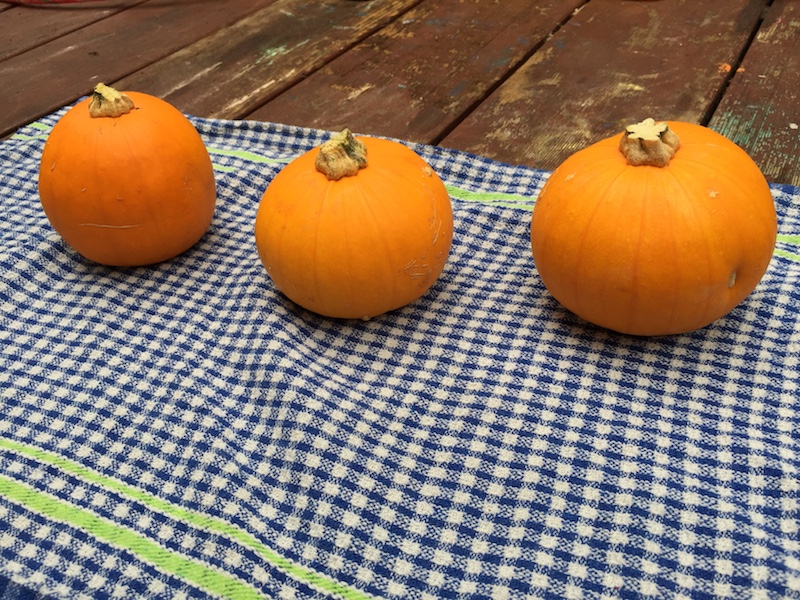 Mini Pumpkins, one for each kid.